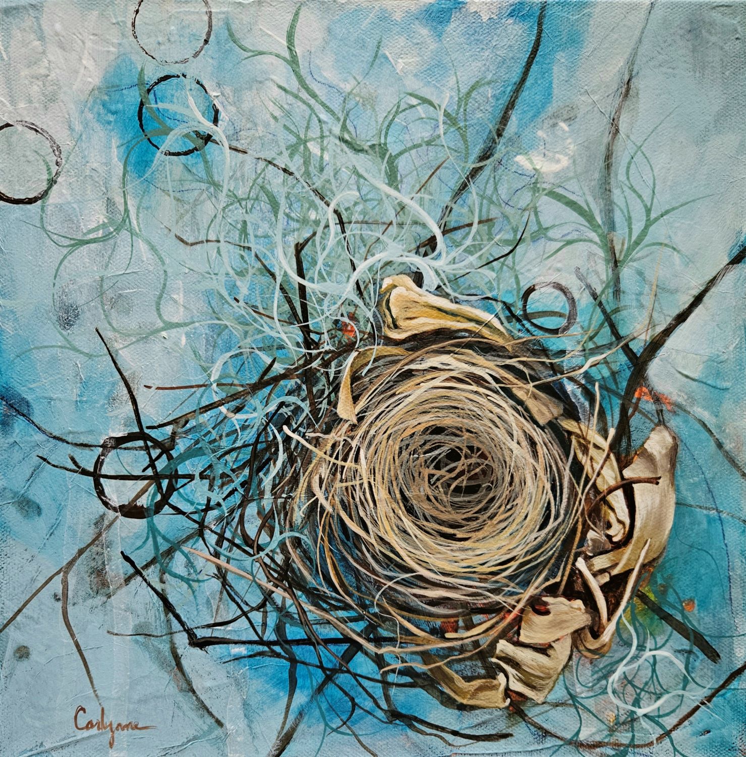 Cardinal Zen by Carlynne Hershberger